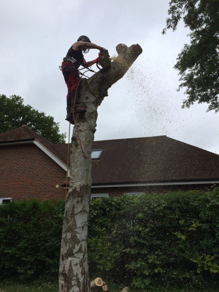 Tree Surgeon who has climbed up a tree and is piecing down the tree in chunks