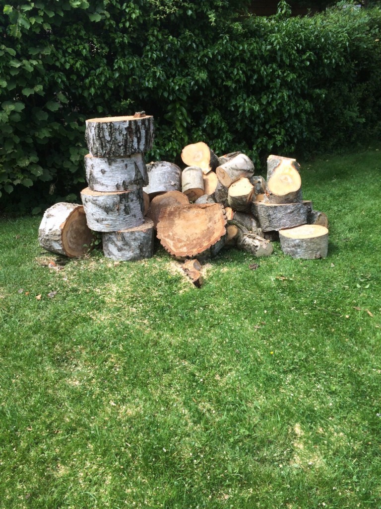 Pile of logs after a tree has been cut down