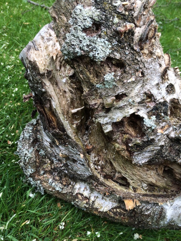 Close up of Tree with Fungal infection