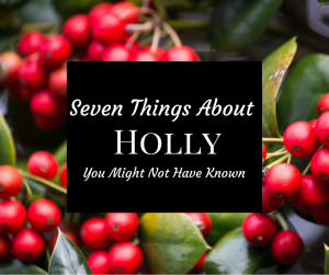 Image of holly berries with the text Seven Things about holly you might not have known