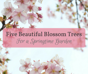 Picture of cherry blossom with the text "Five Beautiful Blossom Trees for a Springtime Garden"