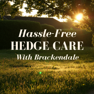 A sunlit garden with a large hedge. Text reads "Hassle-Free Hedge Care with Brackendale".