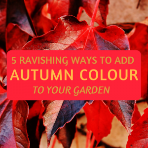 Red autumn leaves