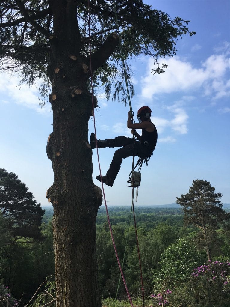 Experienced tree surgeons delivering domestic and commercial tree surgery across Surrey, Hampshire and Greater London