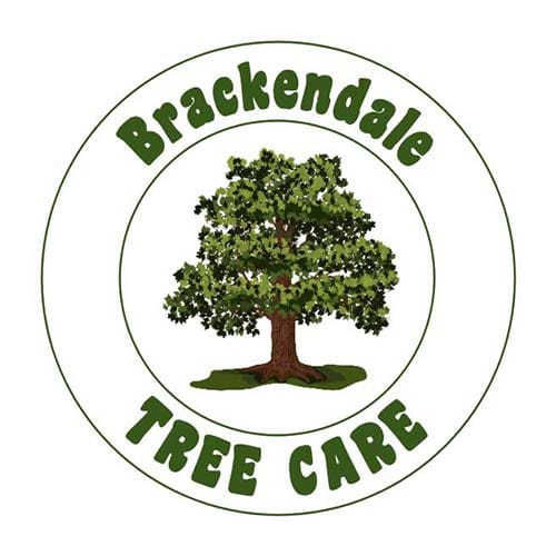 Professional tree surgeon providing expert tree surgery services across Surrey, Hampshire and Greater London